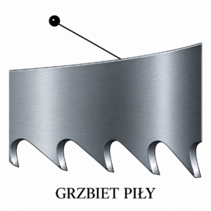 Grzbiet piły taśmowej